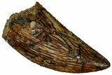 Serrated, Raptor Tooth - Real Dinosaur Tooth #295944-1